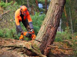 Cuthbert, GA  Tree Services Company